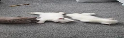 British Longhair cats for sale: British Longhair Blue Point Kitten for Sale in Gateshead - Advert 3
