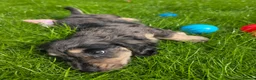 Miniature Dachshund dogs for sale: Stunning KC Long hair daxi. 5* breeders  - Advert 13