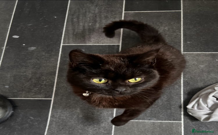 British Shorthair cats - Advert 1