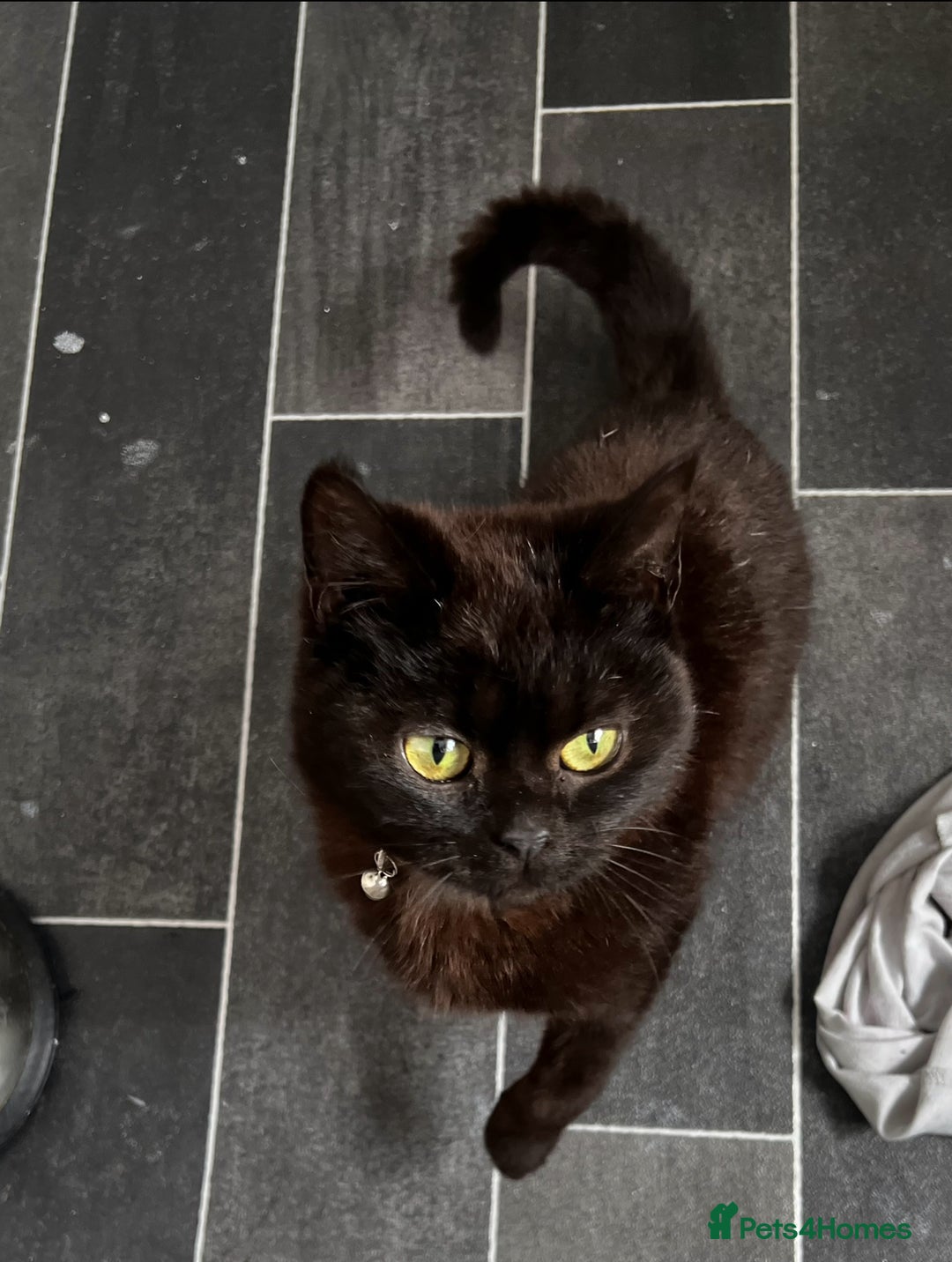 British Shorthair cats for sale: Chocolate British shorthair  - Image 1