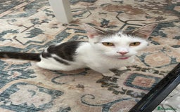 British Shorthair cats for sale: Gorgeous kittens - Image 17