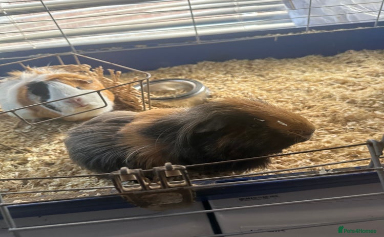 Guinea Pig rodents - Advert 1