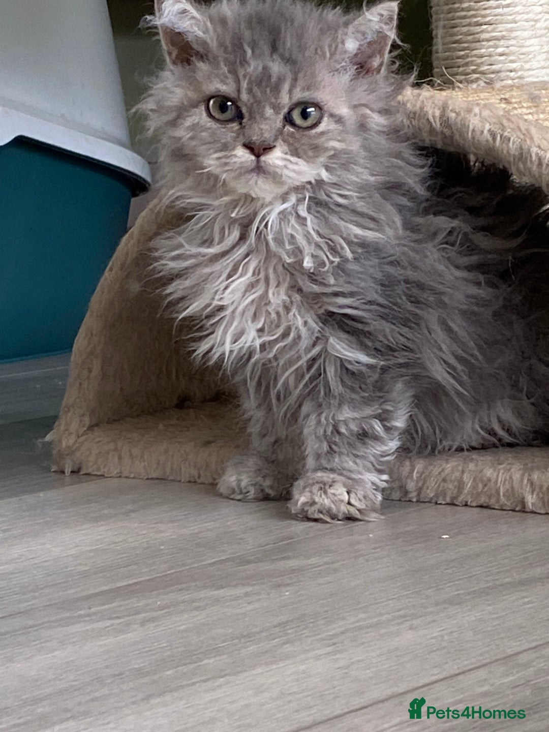 Selkirk Rex cats for sale: Beautiful selkirkrex babies - Image 3