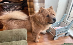 Chow Chow dogs for sale: Last gorgeous chow of the litter - Image 5