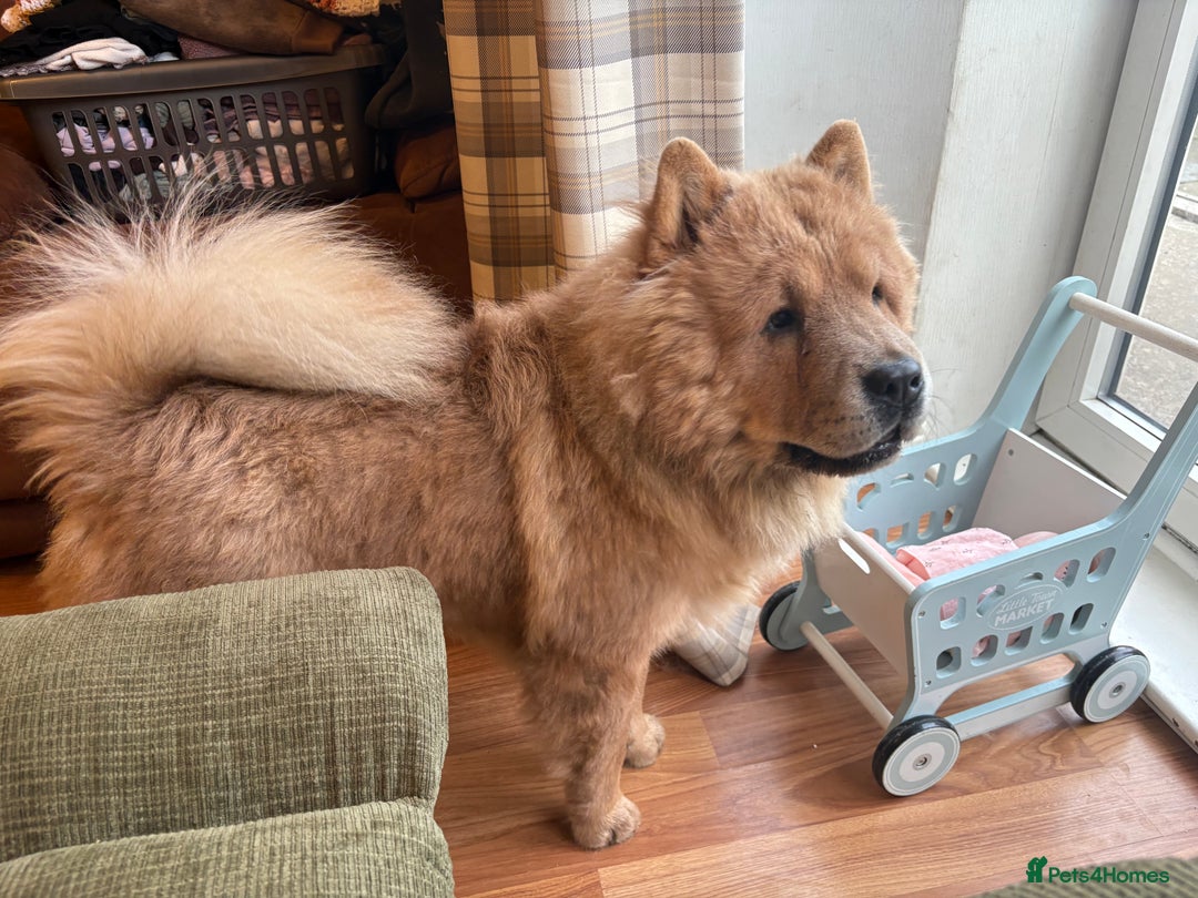 Chow Chow dogs for sale: Last gorgeous chow of the litter - Image 5
