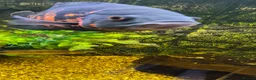 Cichlids fish for sale: X2 oscars - Advert 2