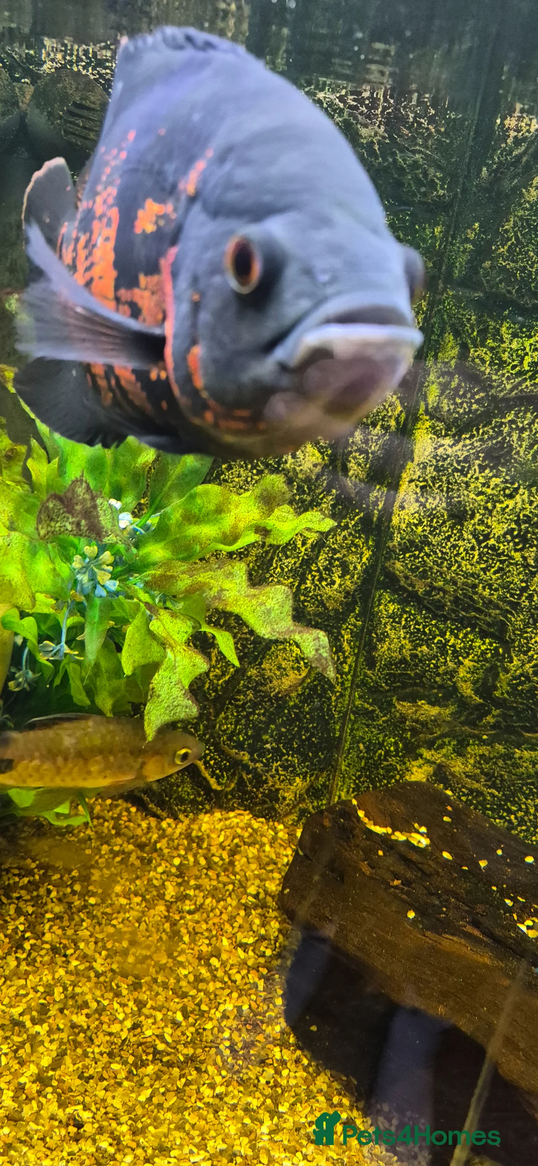 Cichlids fish for sale: X2 oscars - Advert 2