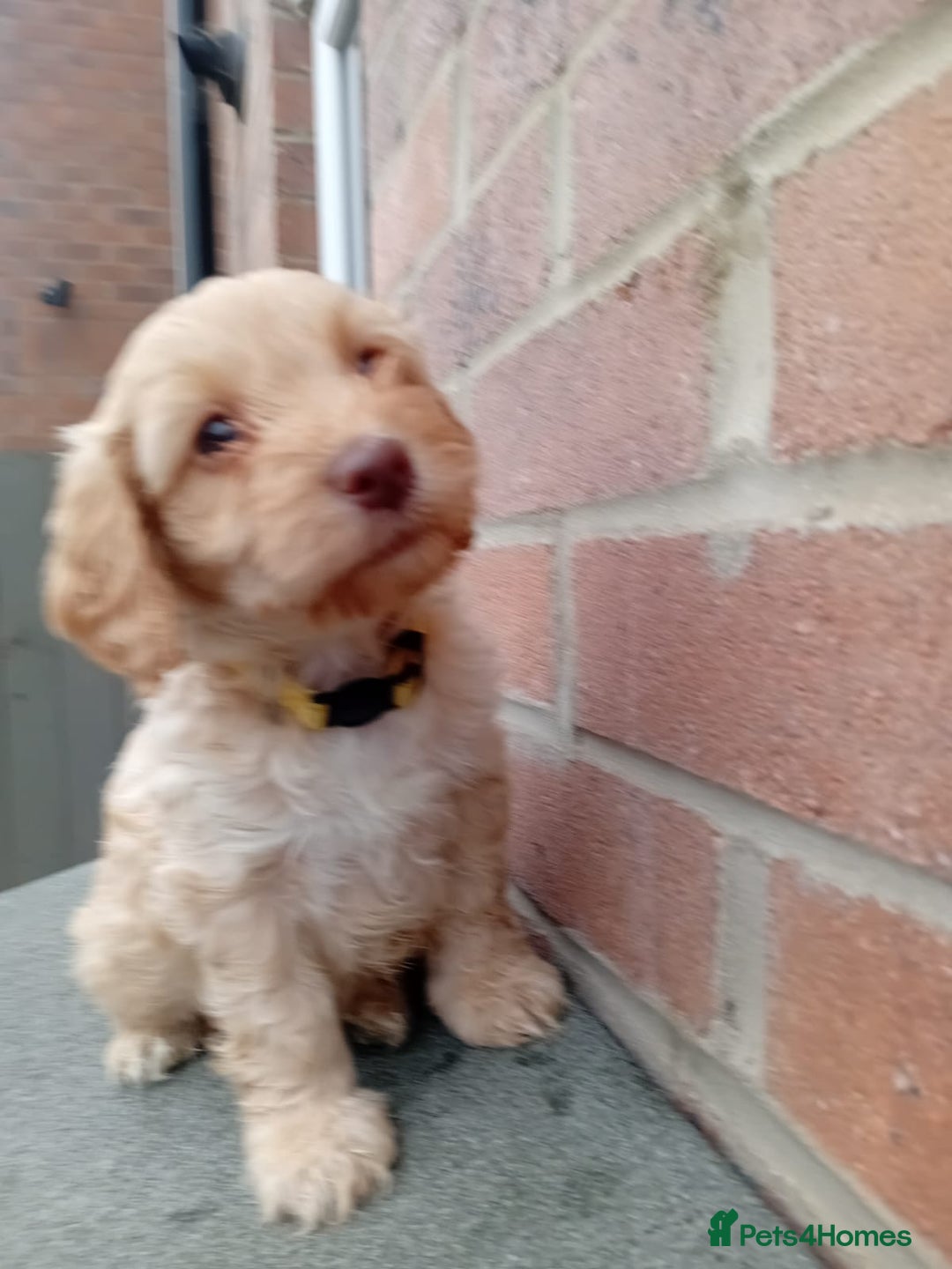 Cockapoo dogs for sale: Ready now stunning cockapoo girls - Advert 24