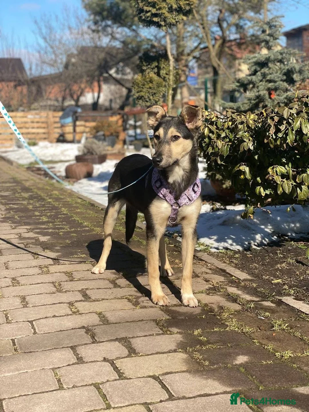 Mixed Breed dogs for adoption: ❤️🐶ZITA - Advert 1