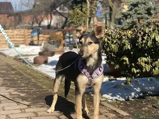 Mixed Breed dogs ❤️🐶ZITA - Advert 1