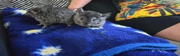 Chinchilla rodents for sale: Chincilla  in Bournemouth - Advert 3