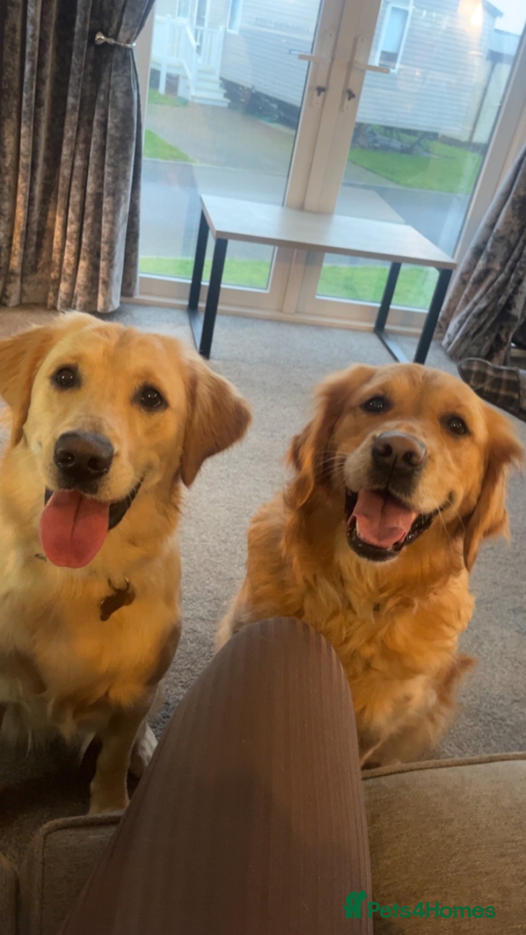Golden Retriever dogs for sale: Golden retriever puppies - Image 13