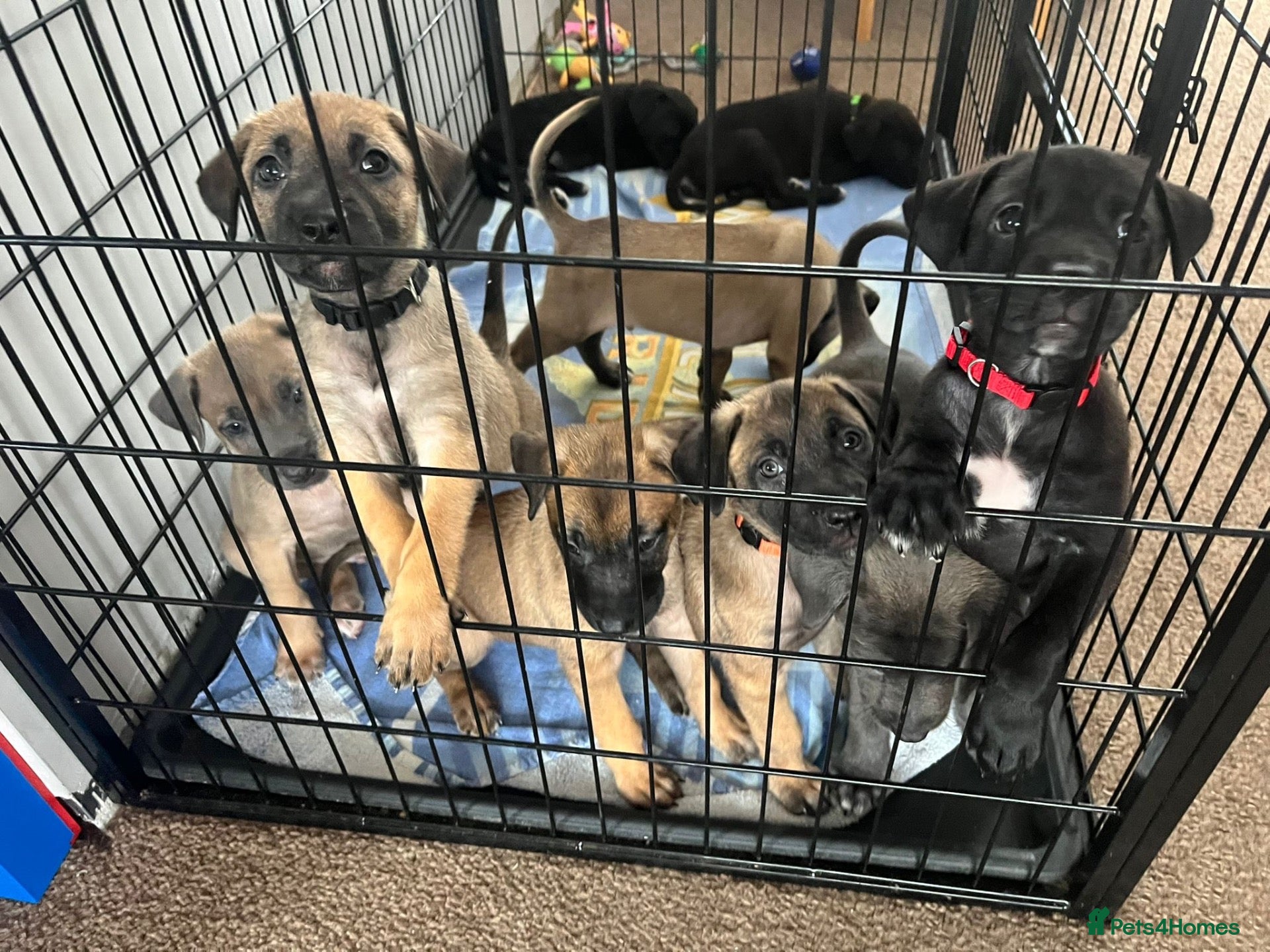 Mixed Breed dogs Belgium malinios x cane corso mix - Advert 1