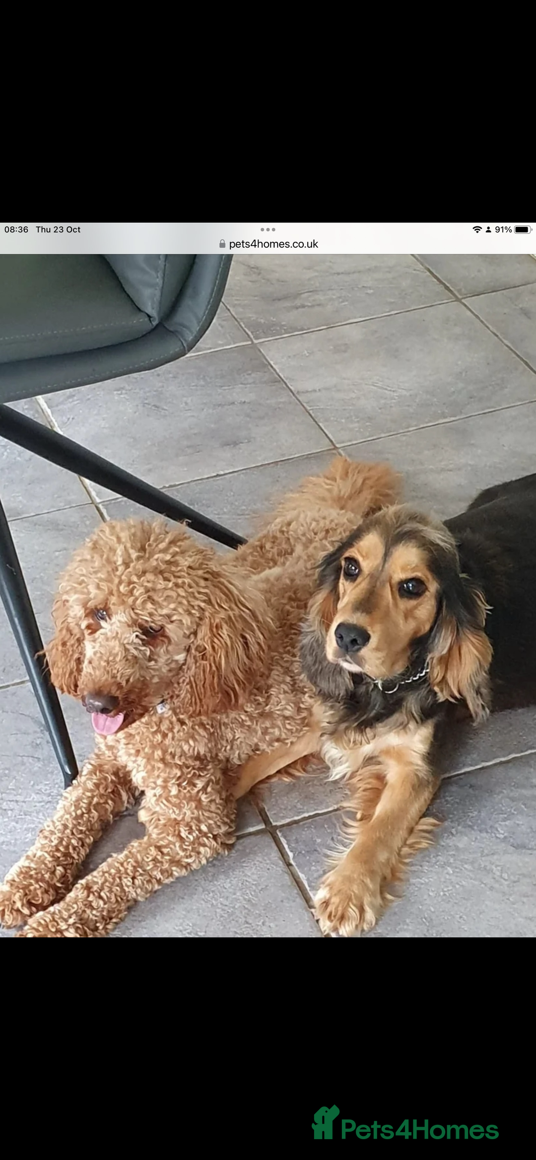 Miniature Poodle dogs for stud: Miniature poodle (stud only) - Advert 3