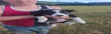 Border Collie 4