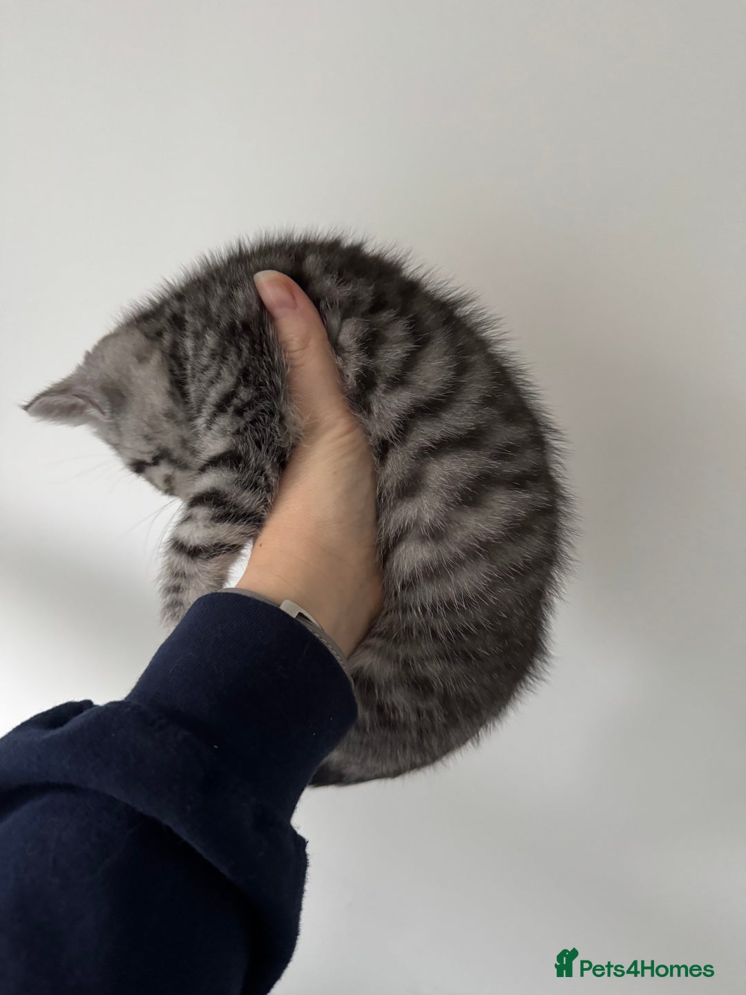 British Shorthair cats for sale: GCCF REGISTERED SILVER TABBY & SPOTTED BSH KITTENS - Advert 7