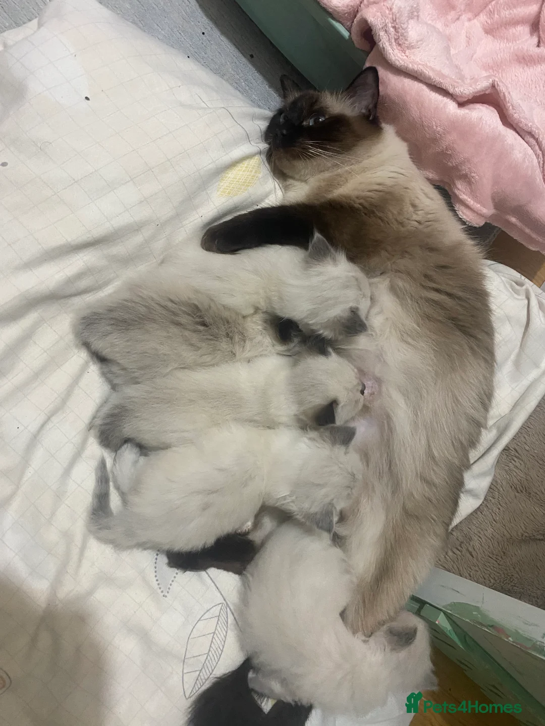 Ragdoll cats for sale: Ragdoll kittens (delivery available) - Advert 2