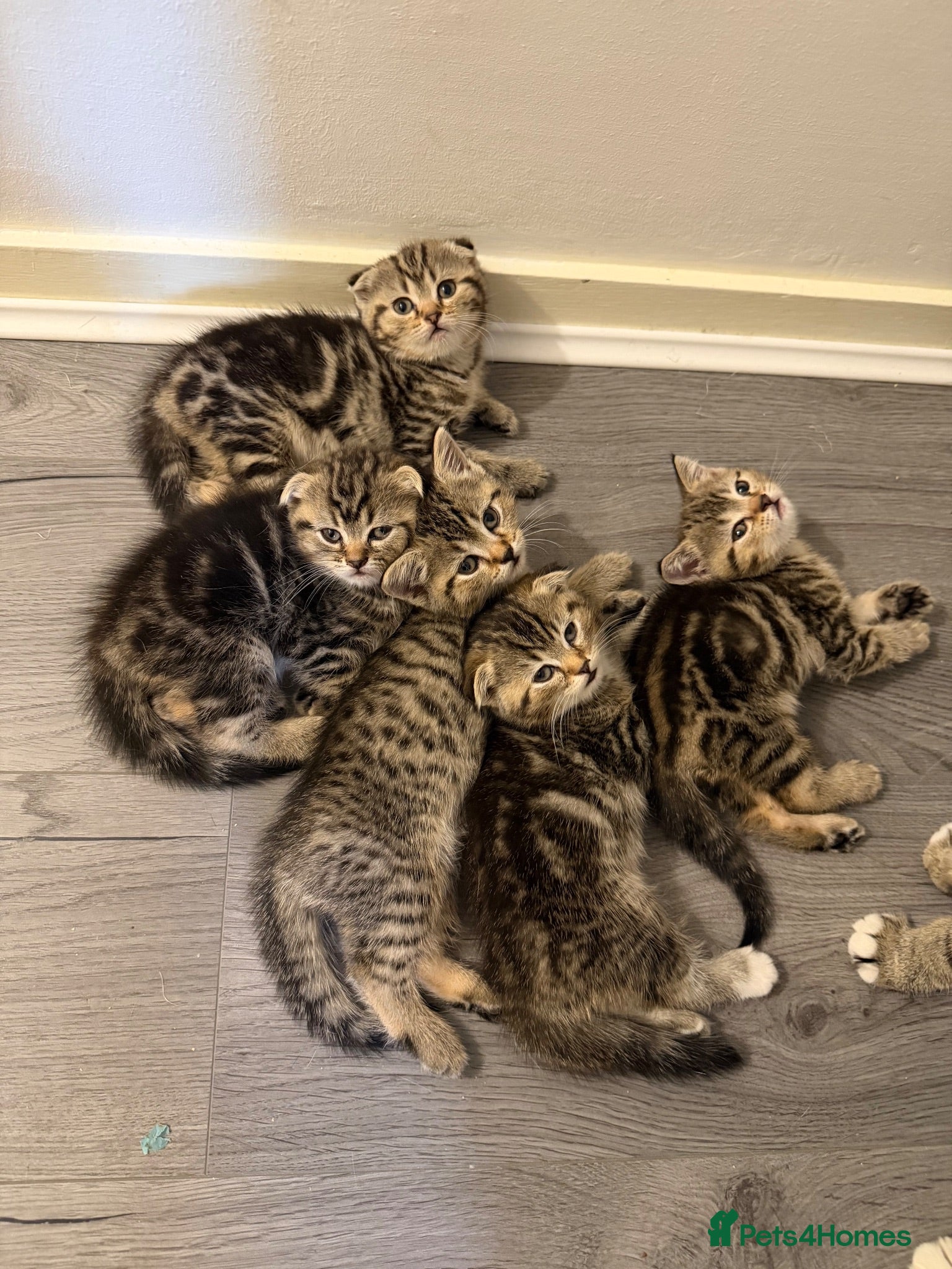 Scottish Fold cats Scottish Fold x British Short Hair Kittens - Advert 7