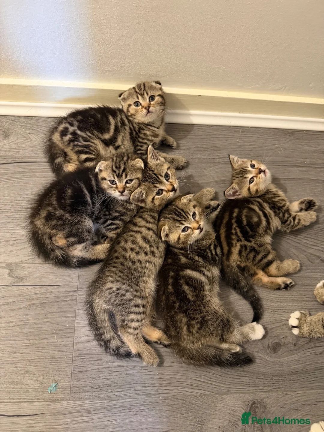 Scottish Fold cats for sale: Scottish Fold x British Short Hair Kittens - Advert 1
