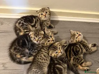 Scottish Fold cats Scottish Fold x British Short Hair Kittens - Advert 1