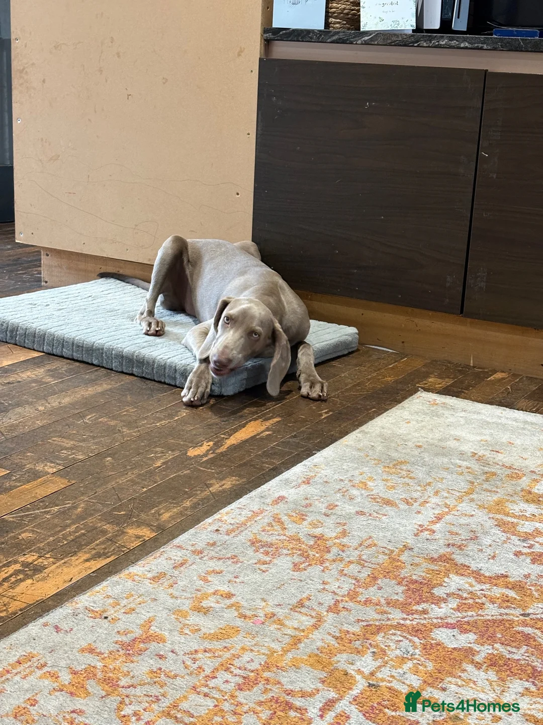 Weimaraner dogs for sale: Female Weimaraner 18 weeks old - Advert 13