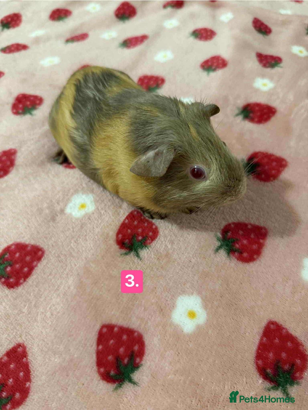 Guinea Pig rodents for sale: Baby guinea pigs for sale girls and boys  - Advert 3