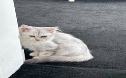 Siberian cats for sale: Adorable Siberian Kitten - Image 7