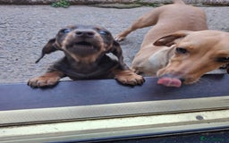 Dachshund dogs for sale: Dachshund puppies ready to leave  - Image 3