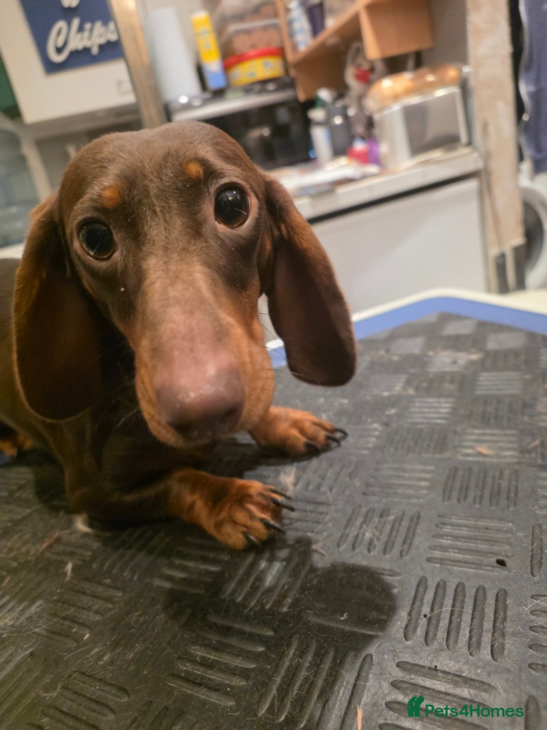 Miniature Dachshund dogs for sale: Miniature Daschund  - Advert 2