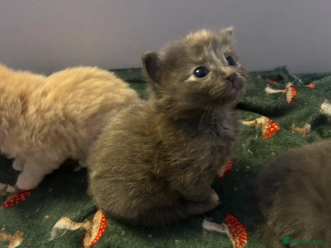 Ragdoll cats for sale: Beautiful 3/4 ragdoll kittens for 5* homes - Advert 1
