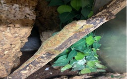 Gecko reptiles for sale: Trio of Mainland chahoua mossy geckos - Image 5