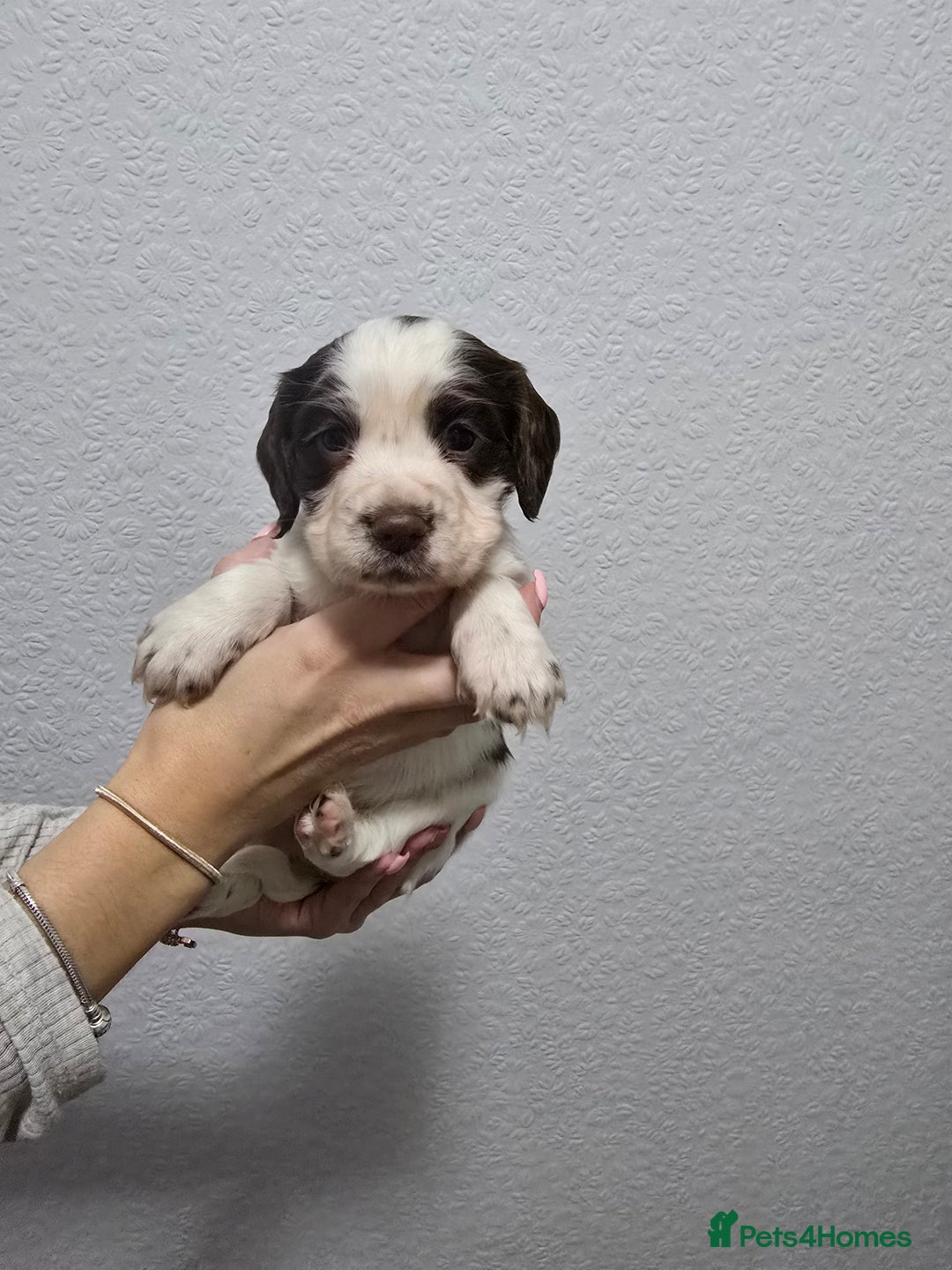 Cocker Spaniel dogs for sale: Stunning working cocker spaniel pups  - Advert 16