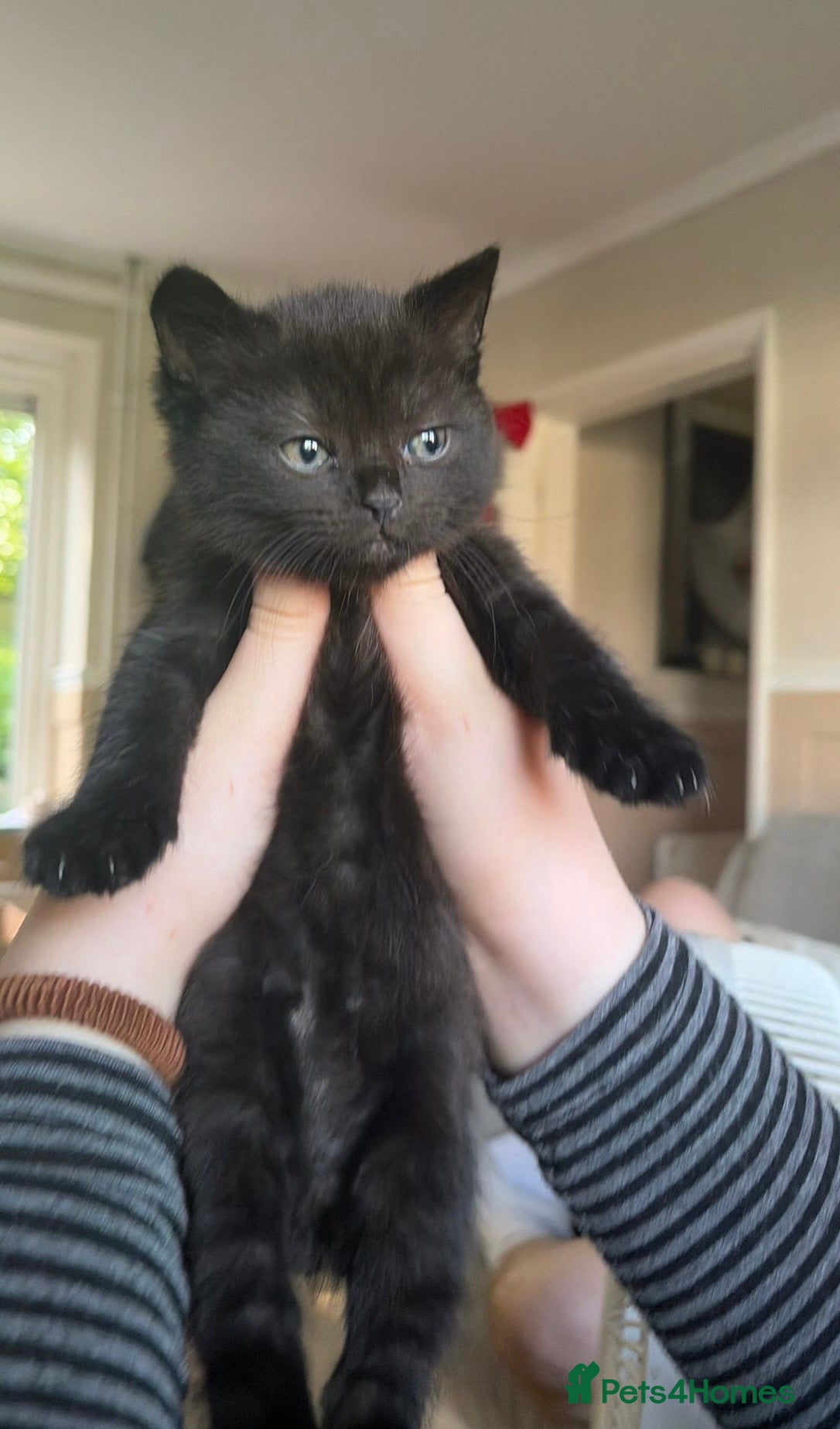 Scottish Fold cats for sale: Half Scottish fold kittens  in Bilston - Advert 14
