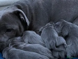 Staffordshire Bull Terrier dogs %Kc Blue&Black Staffordshire Bull Terrier Puppies in Leek - Advert 1