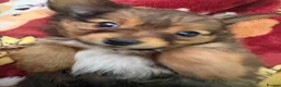 Mixed Breed dogs for sale: Small mixed breed puppies for sale  in Gloucester - Advert 1