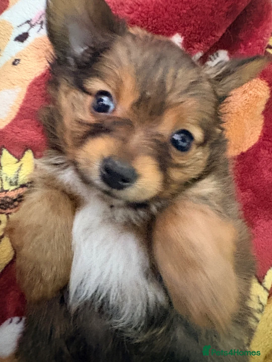 Mixed Breed dogs for sale: Small mixed breed puppies for sale  in Gloucester - Advert 1