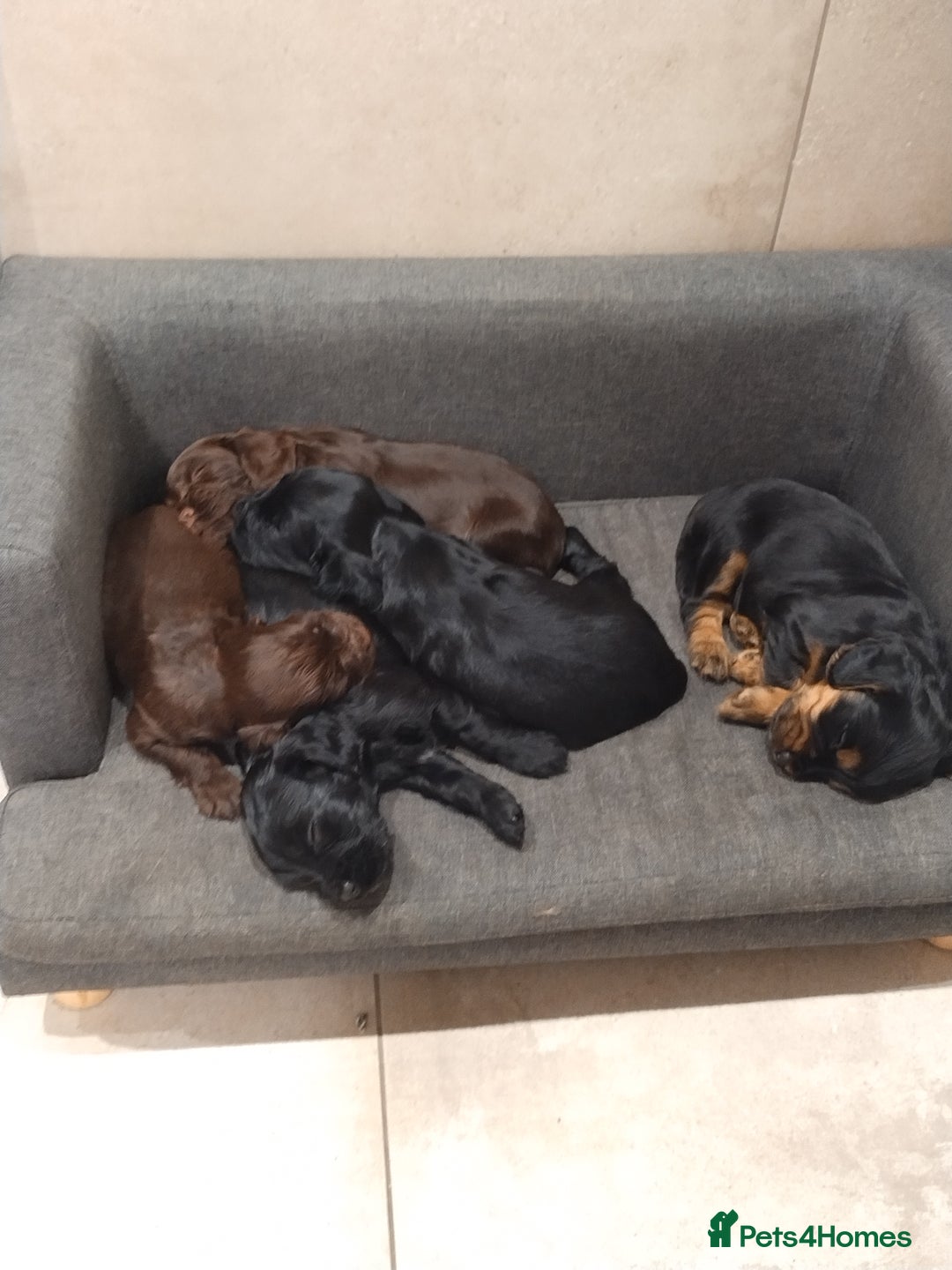 Cocker Spaniel dogs for sale: KC pups  - Advert 1