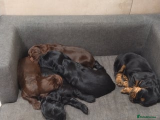 Cocker Spaniel dogs KC pups - Advert 5