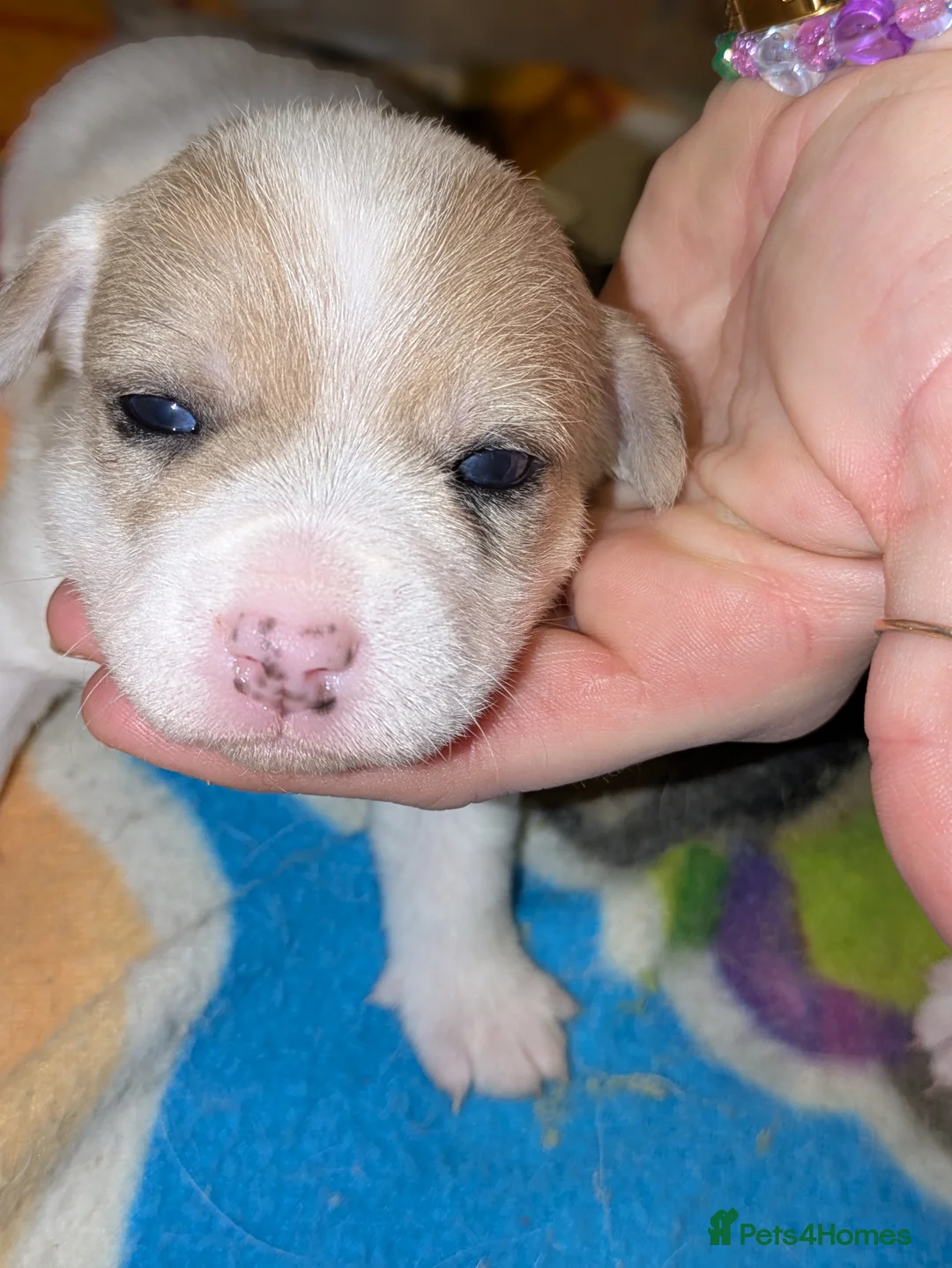 Jack Russell dogs for sale: Jack Russell Puppies - Advert 12