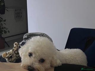Bichon Frise dogs in Derby - Advert 6
