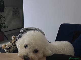 Bichon Frise dogs Bichon Frise for stud in Derby - Advert 6