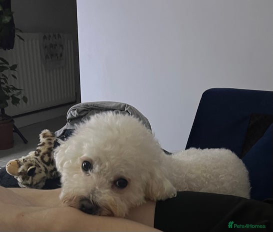 Bichon Frise dogs in Derby - Advert 1