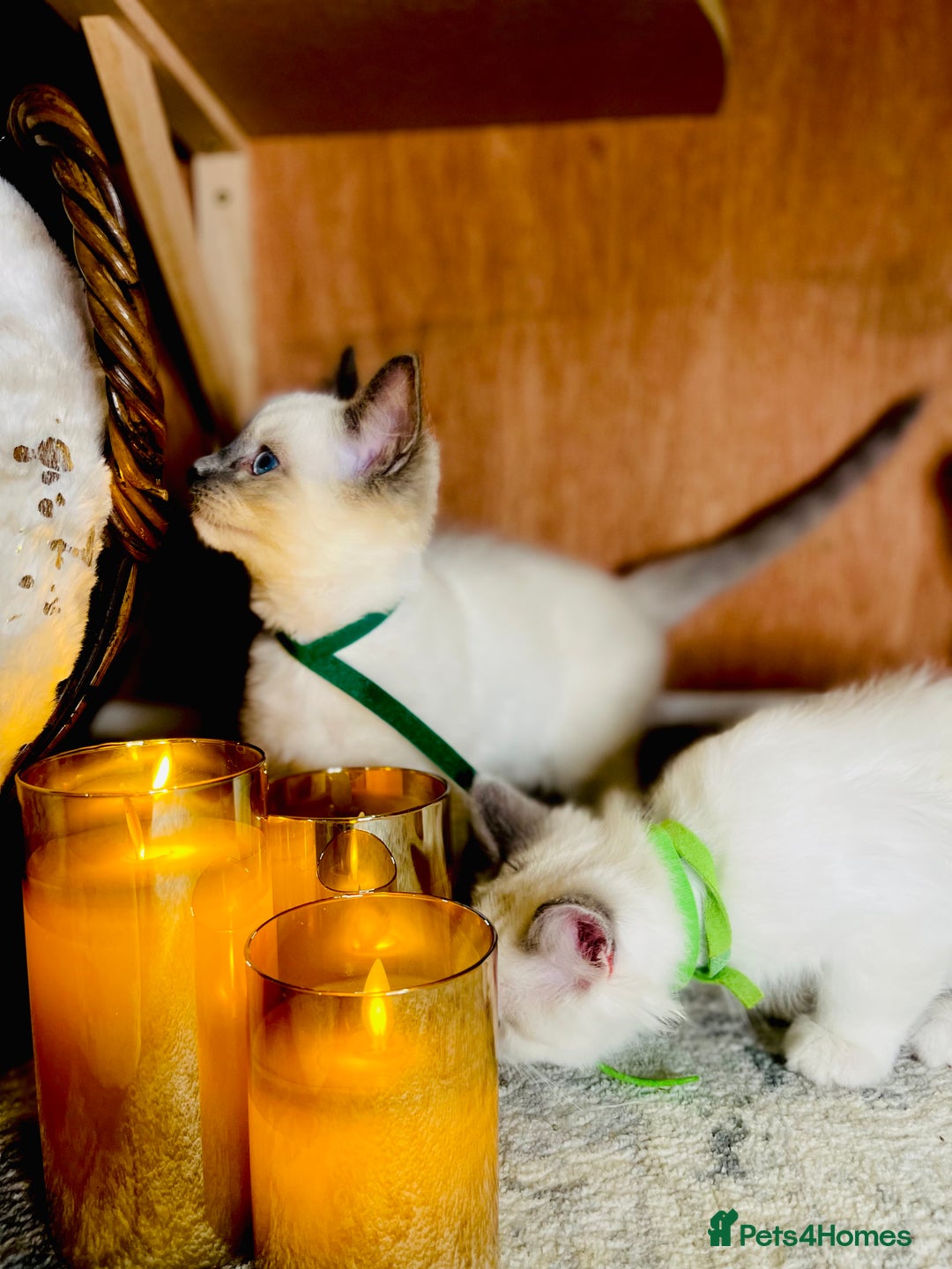 Ragdoll cats for sale: QUALITY GCCF RAGDOLLS KITTENS READY NOW  - Image 12