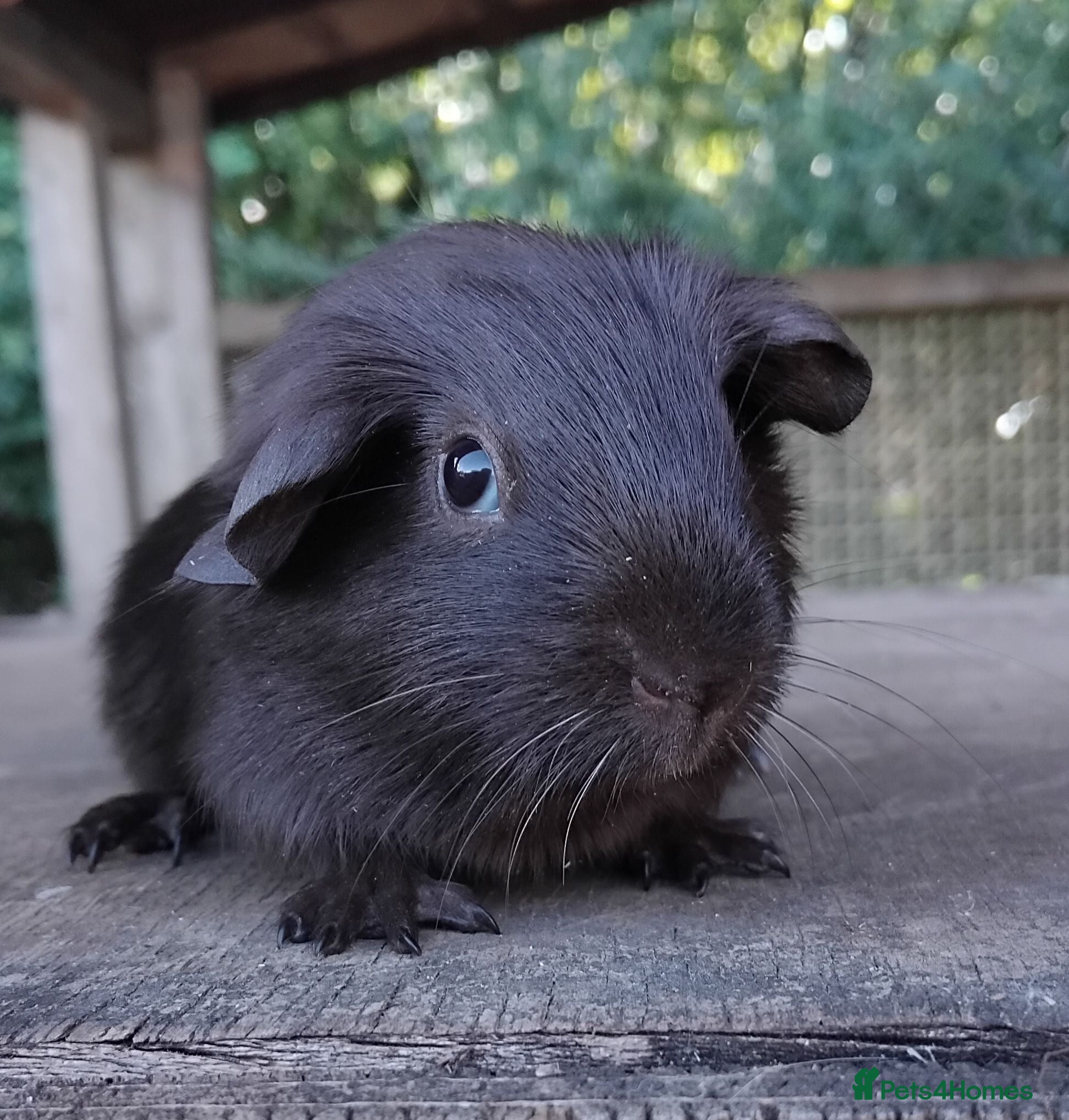 Guinea Pig rodents Two Self Chocolate baby boys - Advert 17