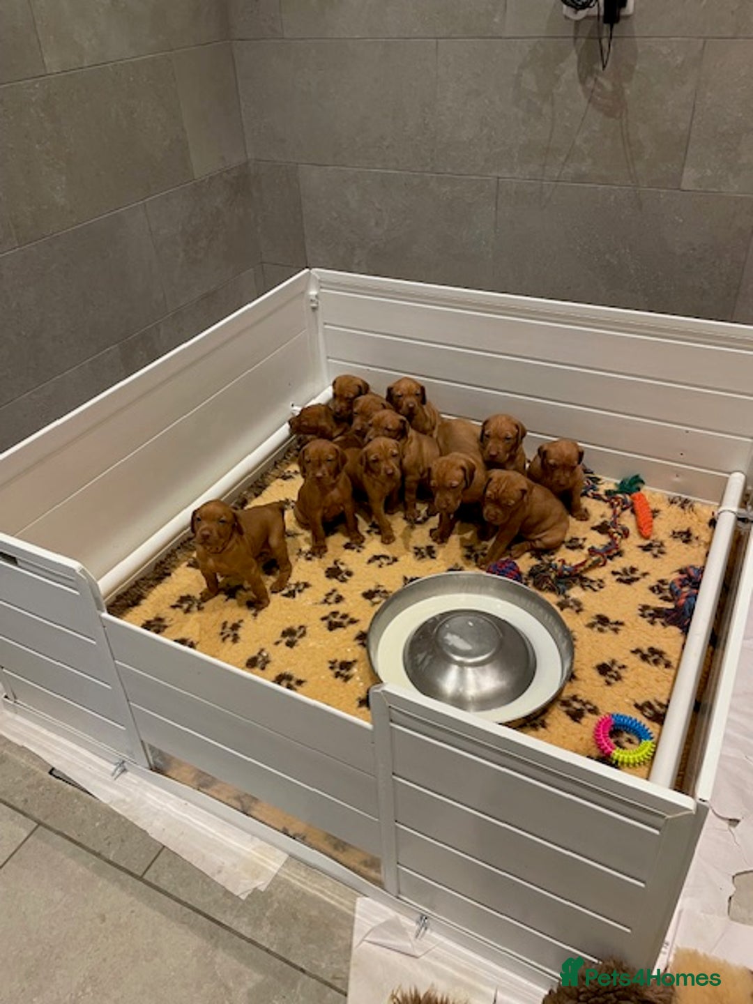 Hungarian Vizsla dogs for sale: Exceptional KC registered Hungarian Vizsla Litter - Image 10