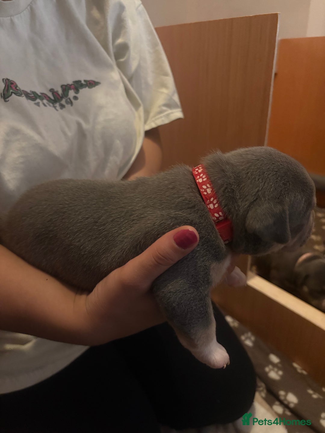American Bully dogs for sale: American pocket bully tri pups - Image 12