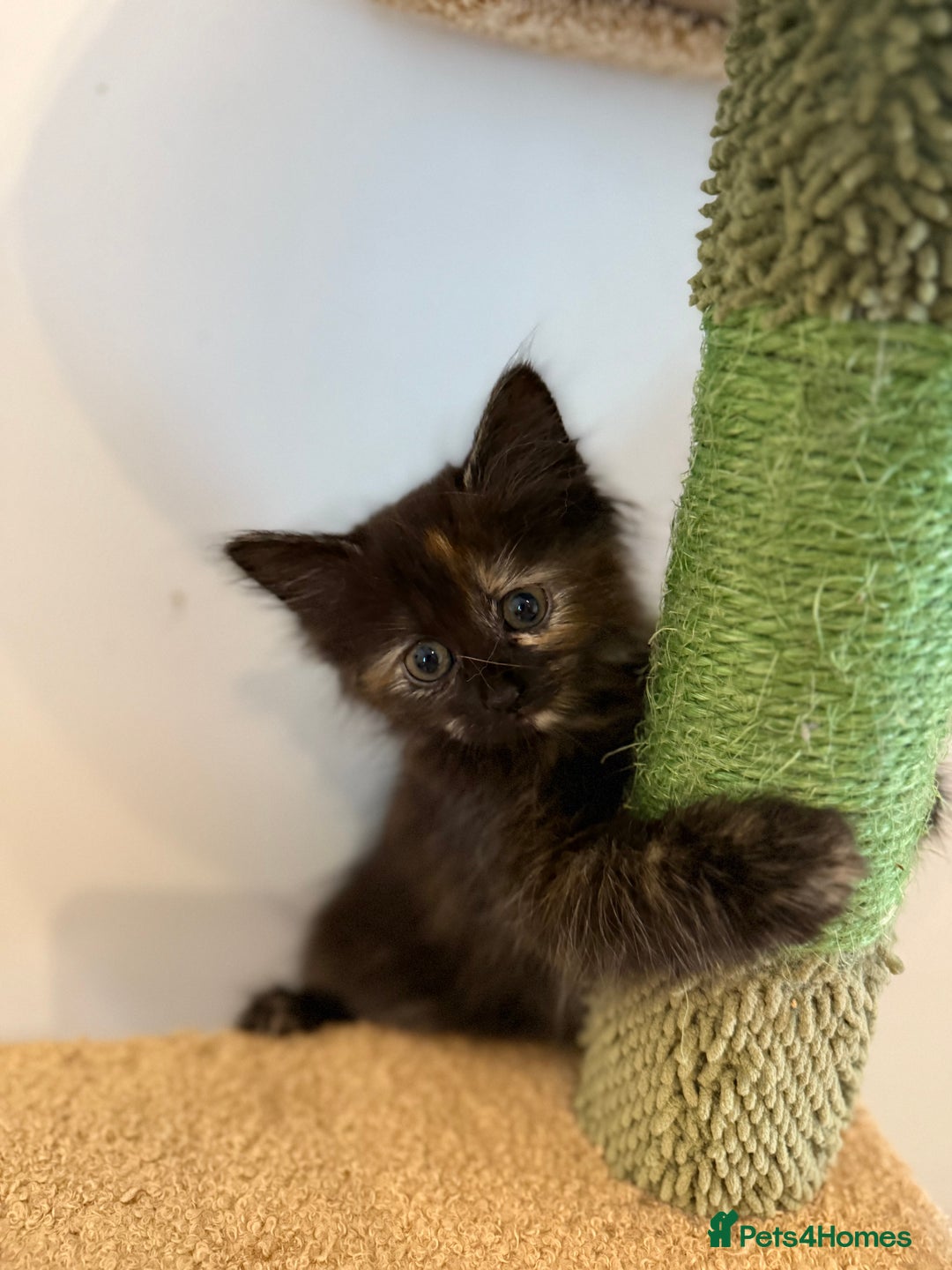 Siberian cats for sale: Full stunning siberian kittens for sale - Image 9