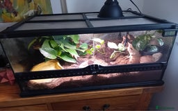 Frog reptiles for sale: Pacman Frog with full setup - Image 1
