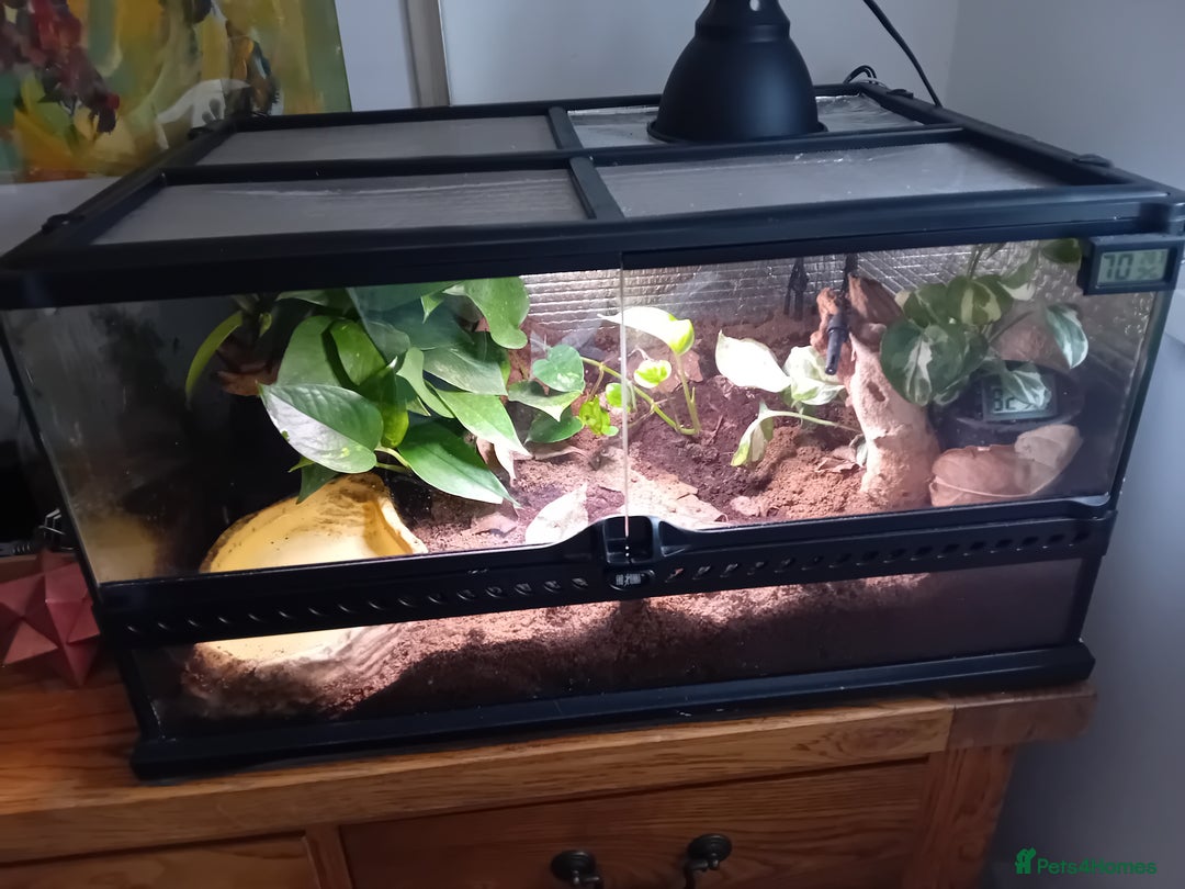Frog reptiles for sale: Pacman Frog with full setup - Image 1