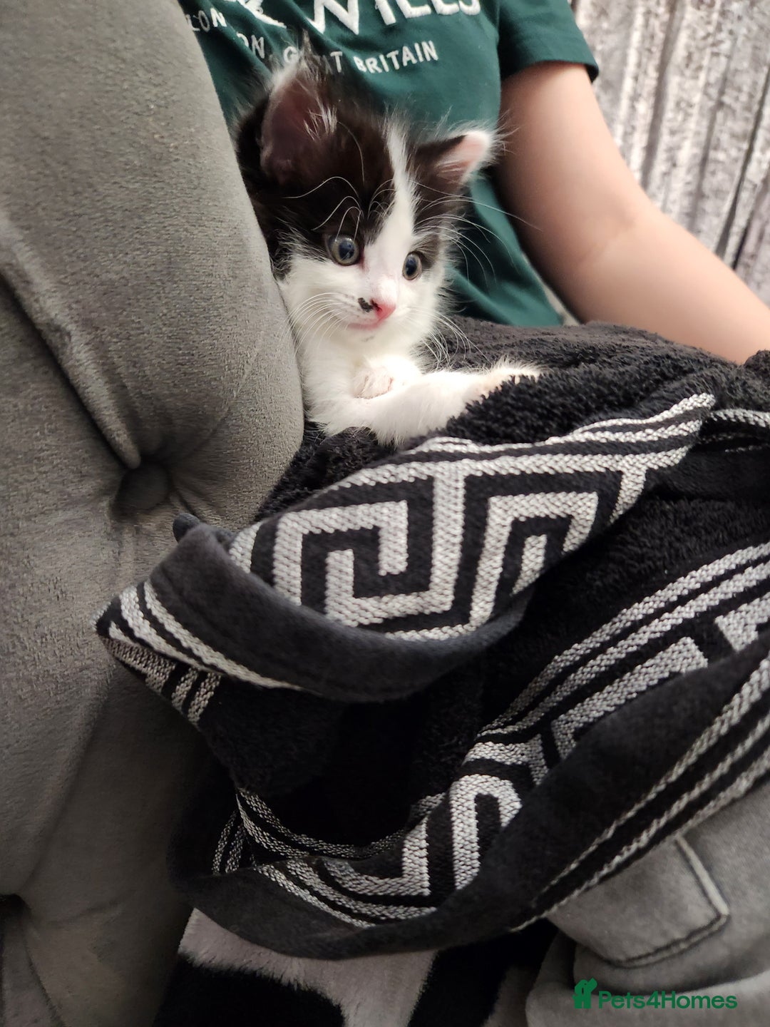 Mixed Breed cats for sale: Beautiful X Mainecoon babies  - Image 3